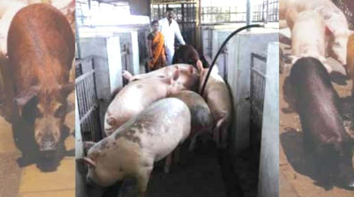सूअर पालन pig farming 2