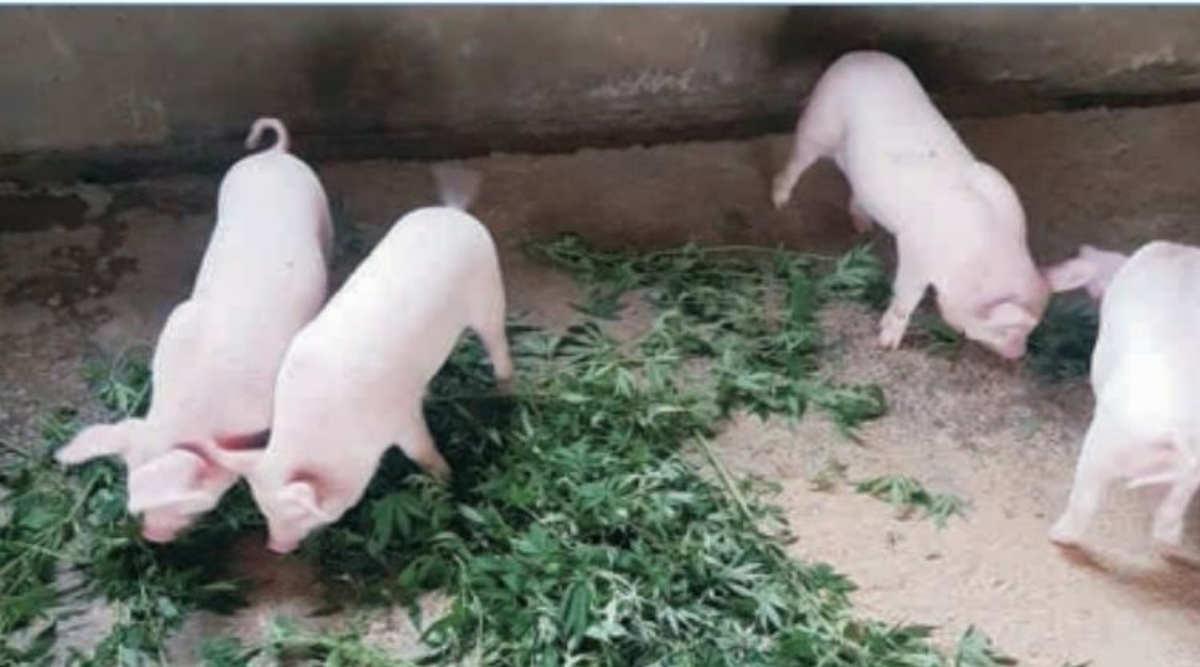 सूअर पालन pig farming 3
