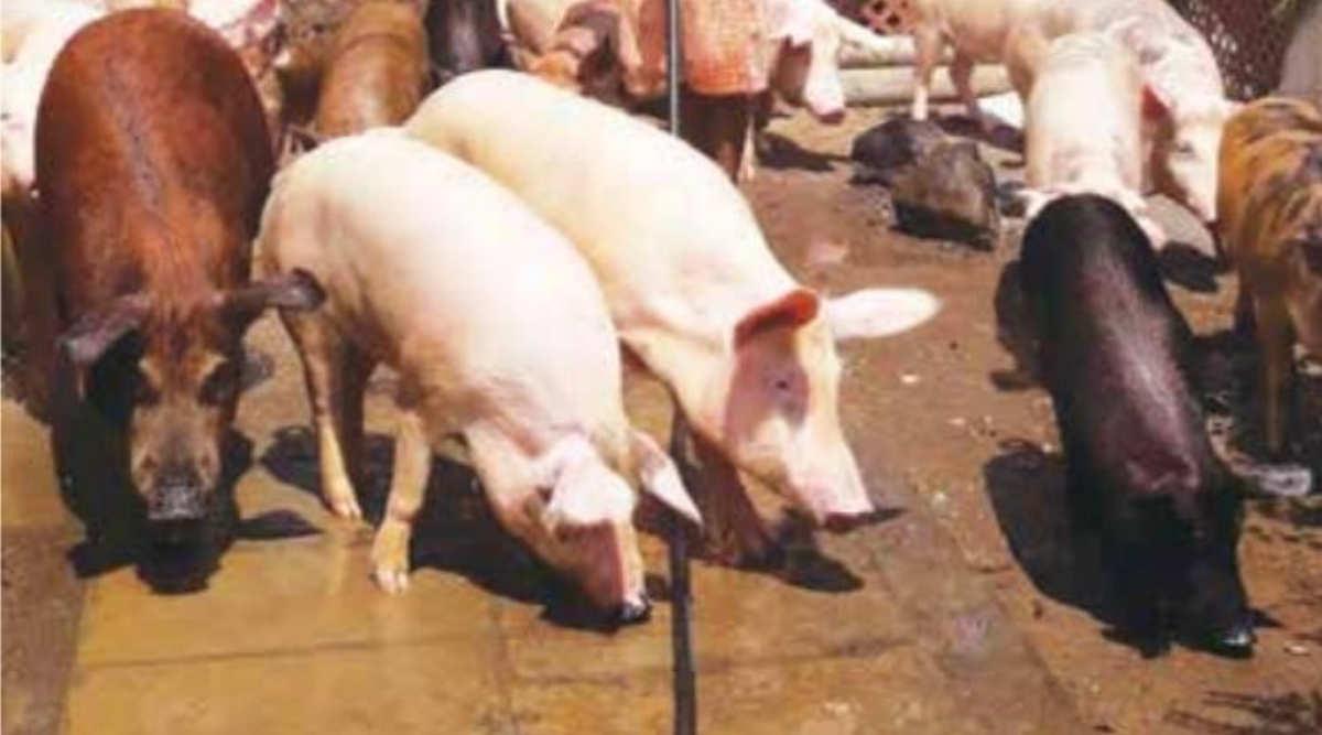 सूअर पालन pig farming 4