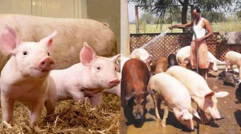 सूअर पालन pig farming