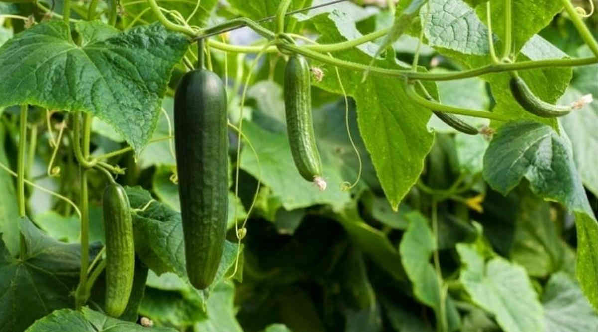 खीरे की खेती (Cucumber Farming) में है प्रति एकड़ 50 हज़ार रुपये का  मुनाफ़ा, जानिए कैसे करें? - किसान ऑफ इंडिया