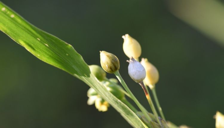 Job's Tears Cultivation: उत्तर-पूर्वी राज्यों में होती है कैल्शियम व प्रोटीन से भरपूर जॉब्स टीयर्स की खेती