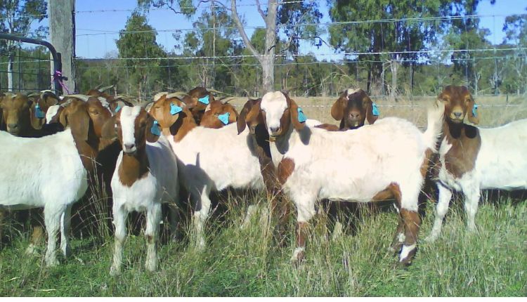 Goat Farming: Poor rural women of Bihar become Pashu Sakhi