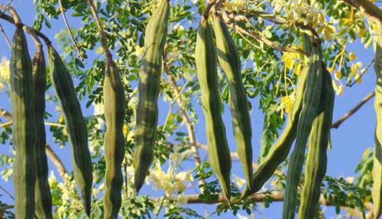 Drumstick Cultivation: साल में दो बार फल देने वाले सहजन की वैज्ञानिक खेती से होगी अच्छी कमाई