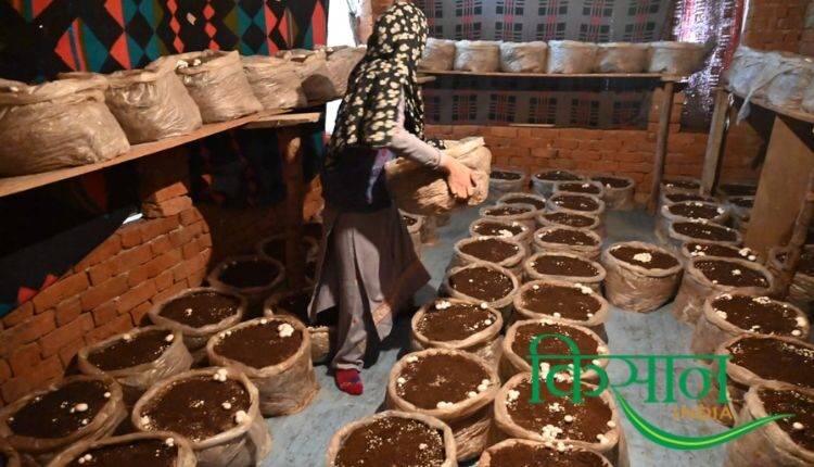 मशरूम किसान Mushroom Farming