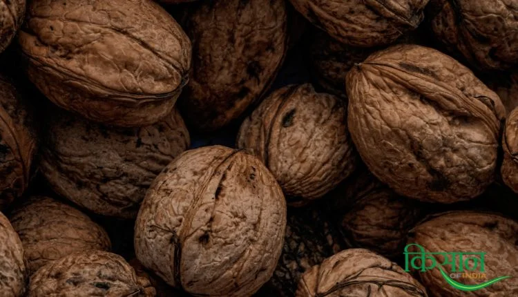 अखरोट उत्पादन walnut production