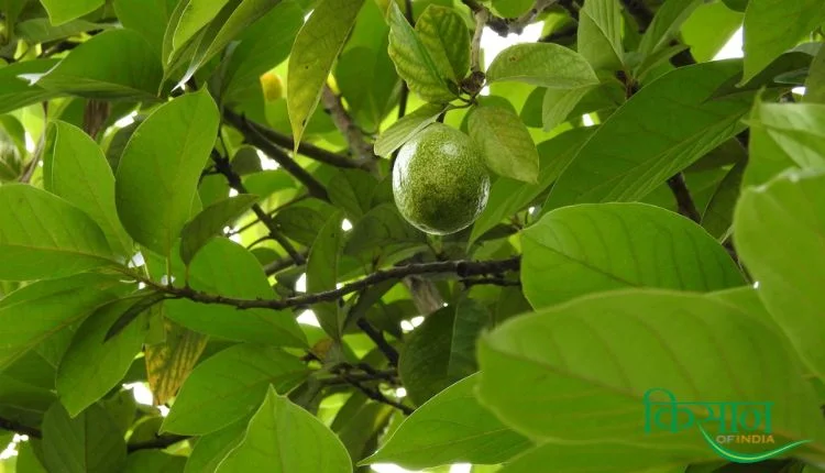 अखरोट उत्पादन walnut production