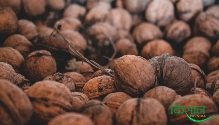 अखरोट उत्पादन walnut production