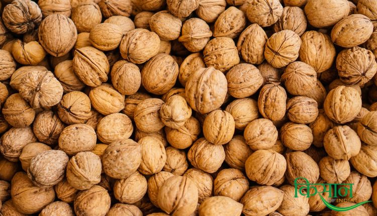 अखरोट उत्पादन walnut production