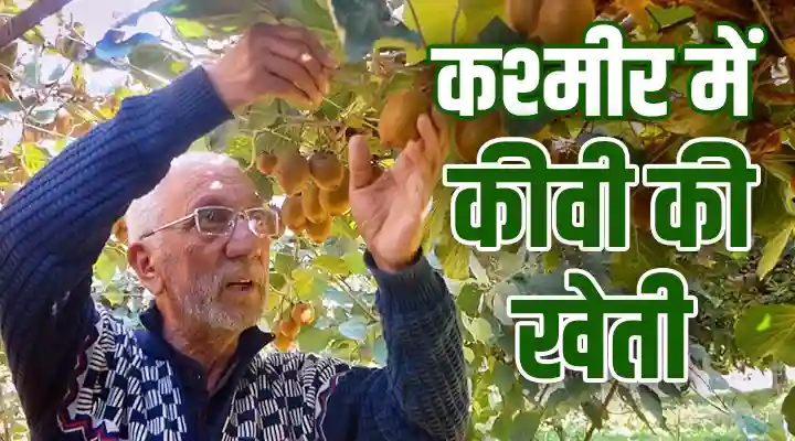 Kiwi Farming कीवी की खेती