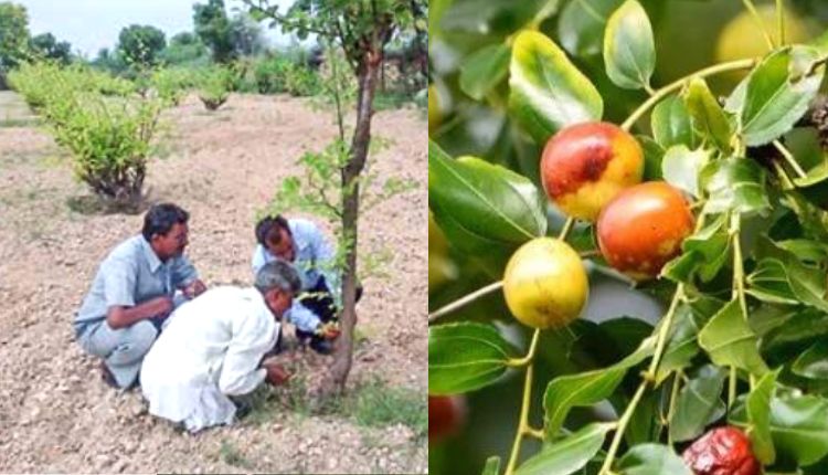 बेर की खेती plum cultivation