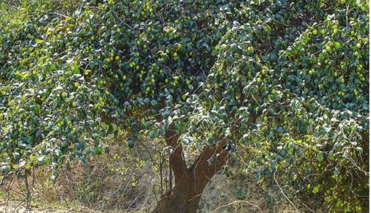 Plum Cultivation : Budding technique is effective in earning more profit from plum