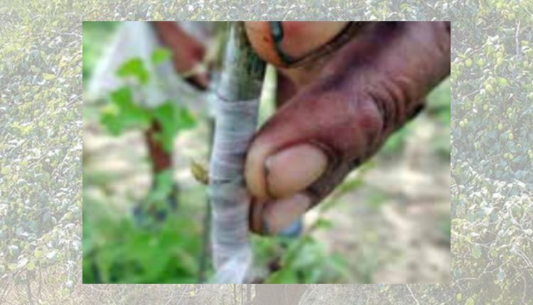 Plum Cultivation : Budding technique is effective in earning more profit from plum