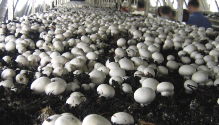 Mushroom Production