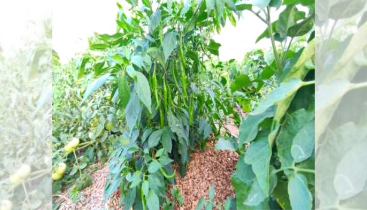 natural farming