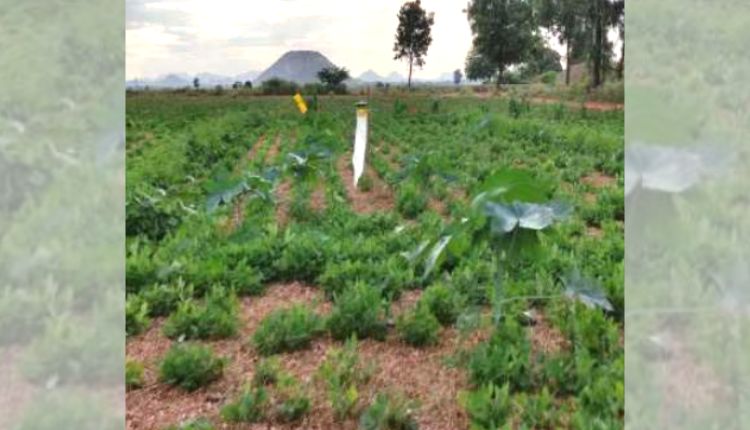 प्राकृतिक खेती natural farming