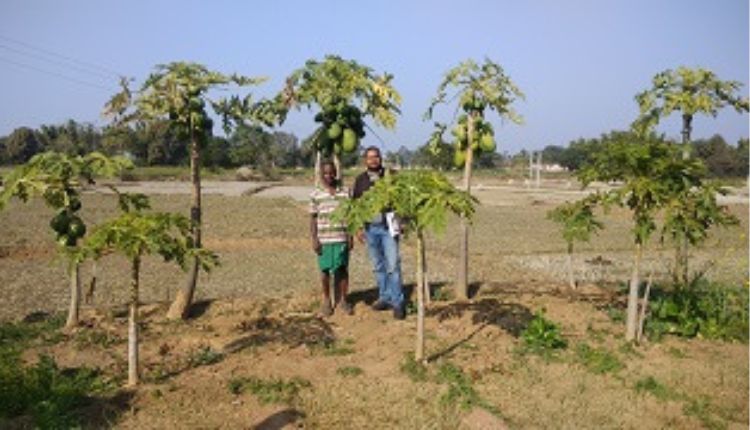 पपीते की वैज्ञानिक खेती papaya scientific cultivation