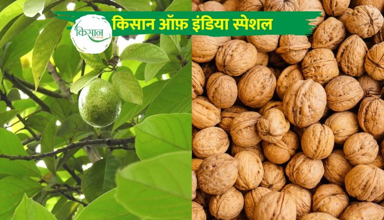 अखरोट उत्पादन walnut production