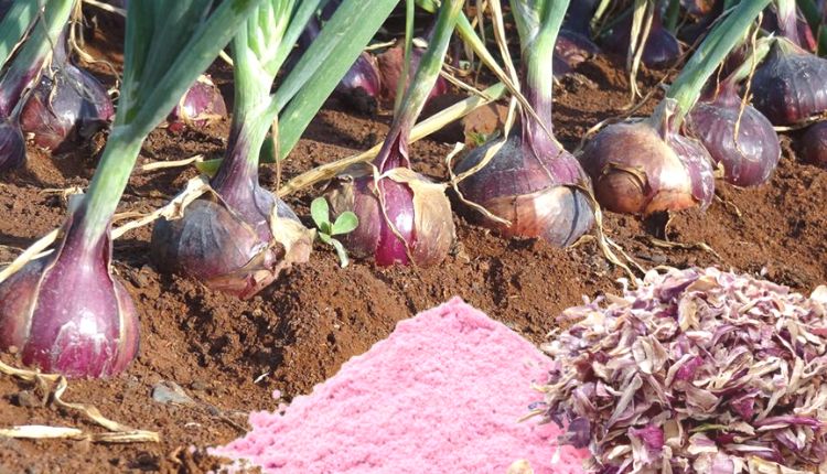 प्याज़ की खेती onion processing and cultivation