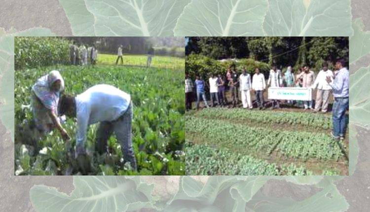 फूलगोभी की खेती cauliflower cultivation