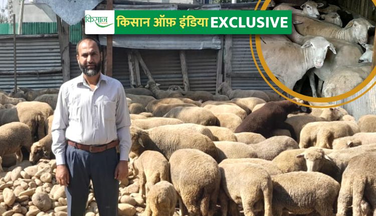 kashmir Sheep Rearing भेड़ पालन