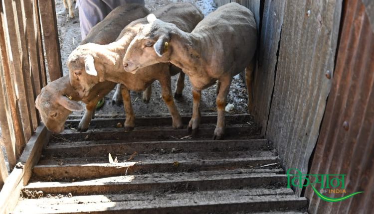 kashmir Sheep Rearing भेड़ पालन