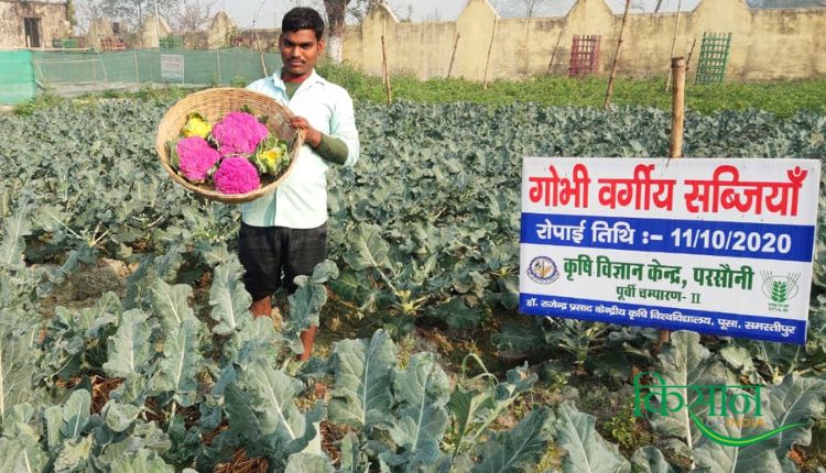 Colourful Cauliflower: रंगीन फूलगोभी