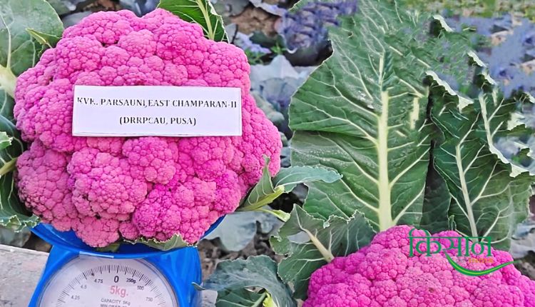 Colourful Cauliflower: रंगीन फूलगोभी