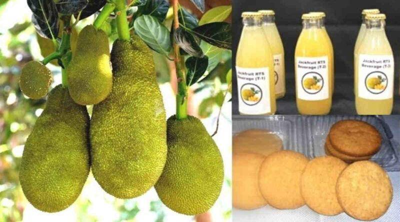 कटहल की खेती kathal ki kheti jackfruit