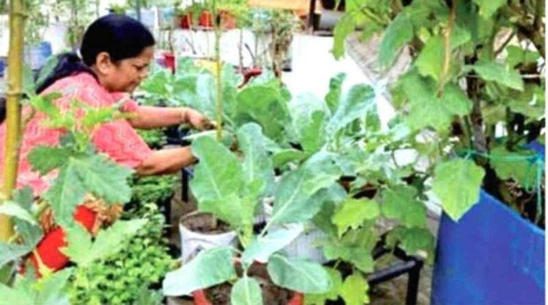 किचन गार्डन (Kitchen Garden)