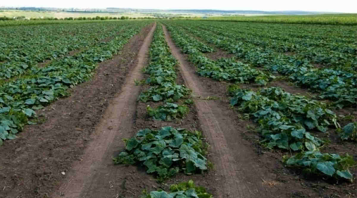 खीरे की खेती (Cucumber Farming)