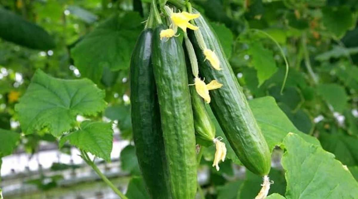 खीरे की खेती (Cucumber Farming)