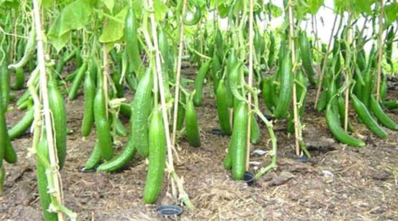 खीरे की खेती (Cucumber Farming)