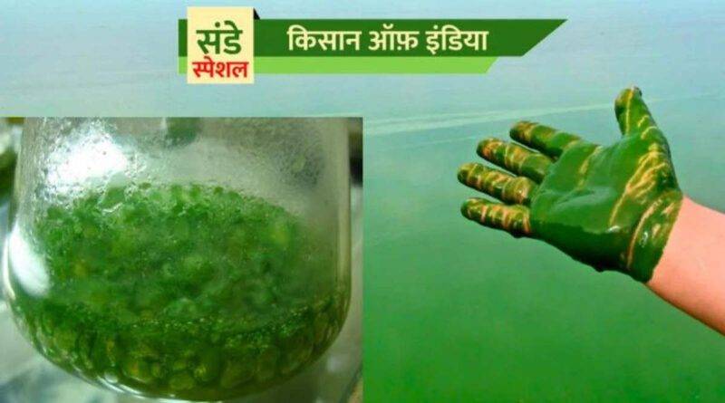 नील हरित शैवाल (Blue-Green Algae)