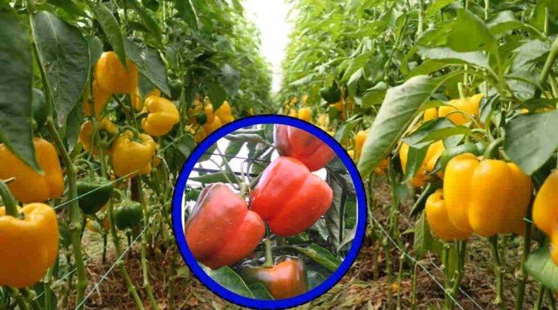 शिमला मिर्च की उन्नत किस्में capsicum cultivation