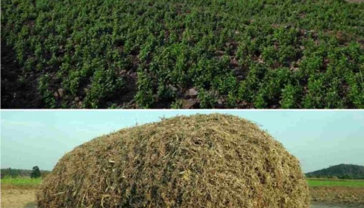 कुल्थी की खेती (Kulthi Ki Kheti) बन सकती है किसानों के लिए अच्छी आमदनी का ज़रिया