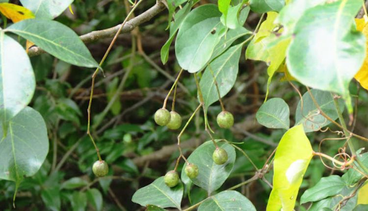 Guggul Farming गुग्गल की खेती