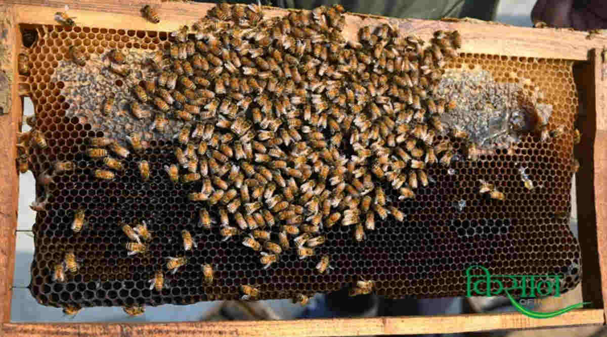 Beekeeping Business मधुमक्खी पालन 4