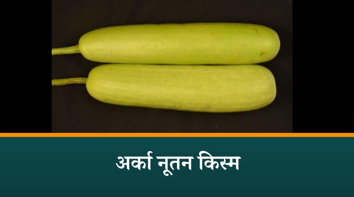 Bottle Gourd variety- Arka Nutan लौकी की खेती
