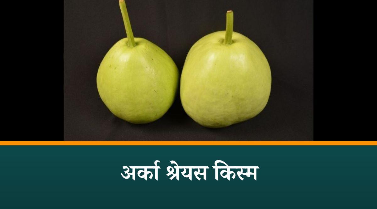 लौकी - Bottle gourd variety- Arka Shreyas लौकी की खेती