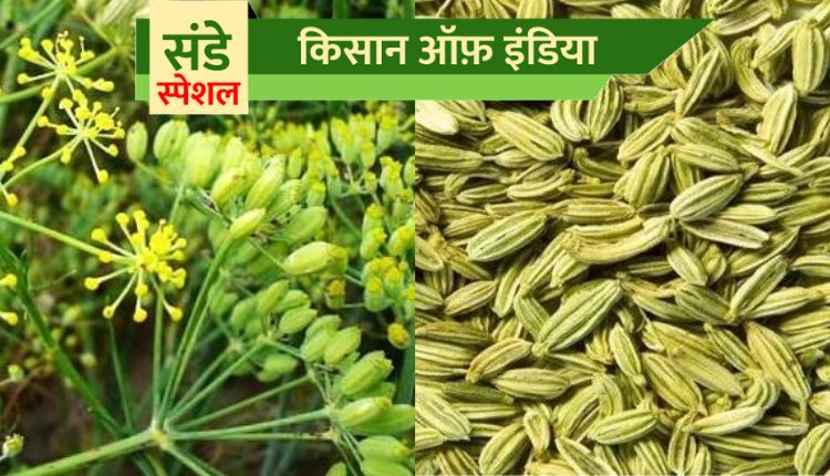 Saunf ki kheti: अच्छी कमाई के लिए करें सौंफ की खेती
