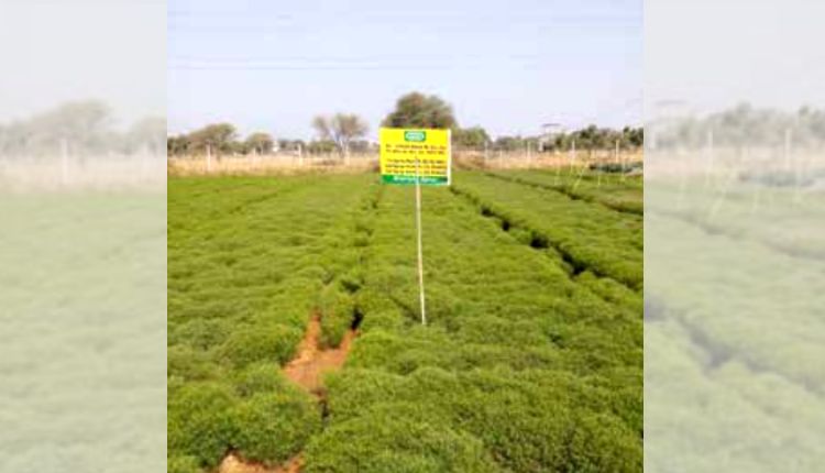 जीरे की खेती cumin cultivation nano fertilizers
