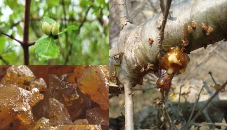Guggul Farming गुग्गल की खेती