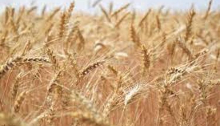 wheat variety