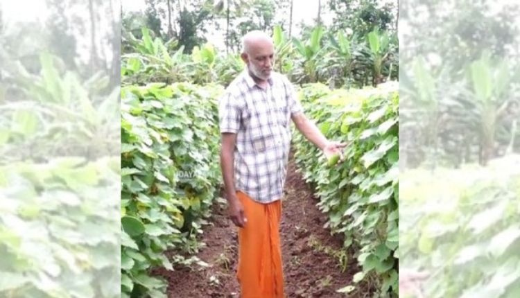 Teasel Gourd: कंटोला की खेती से अतिरिक्त कमाई कर सकते हैं किसान, कहां से लें बीज?