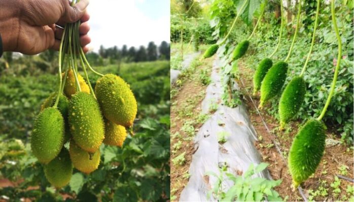 Teasel Gourd: कंटोला की खेती से अतिरिक्त कमाई कर सकते हैं किसान, कहां से लें बीज?