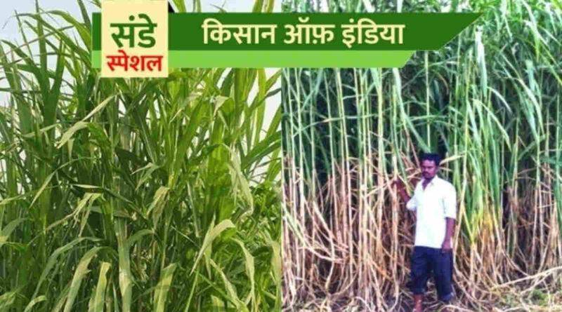 नेपियर घास की खेती (Napier Grass Farming):