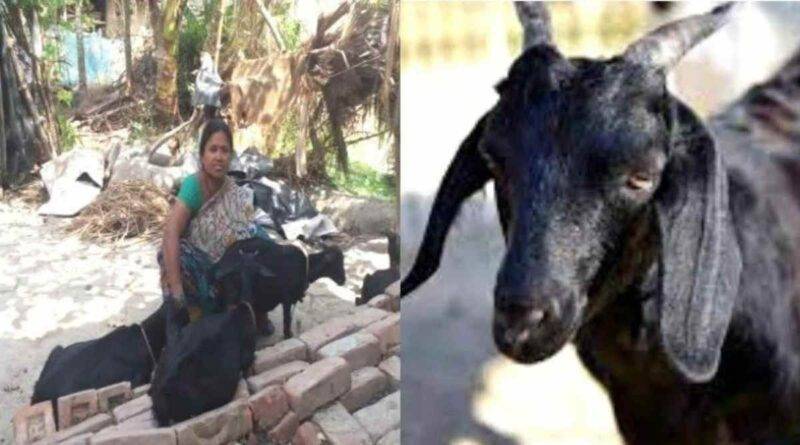 बकरी पालन goat farming