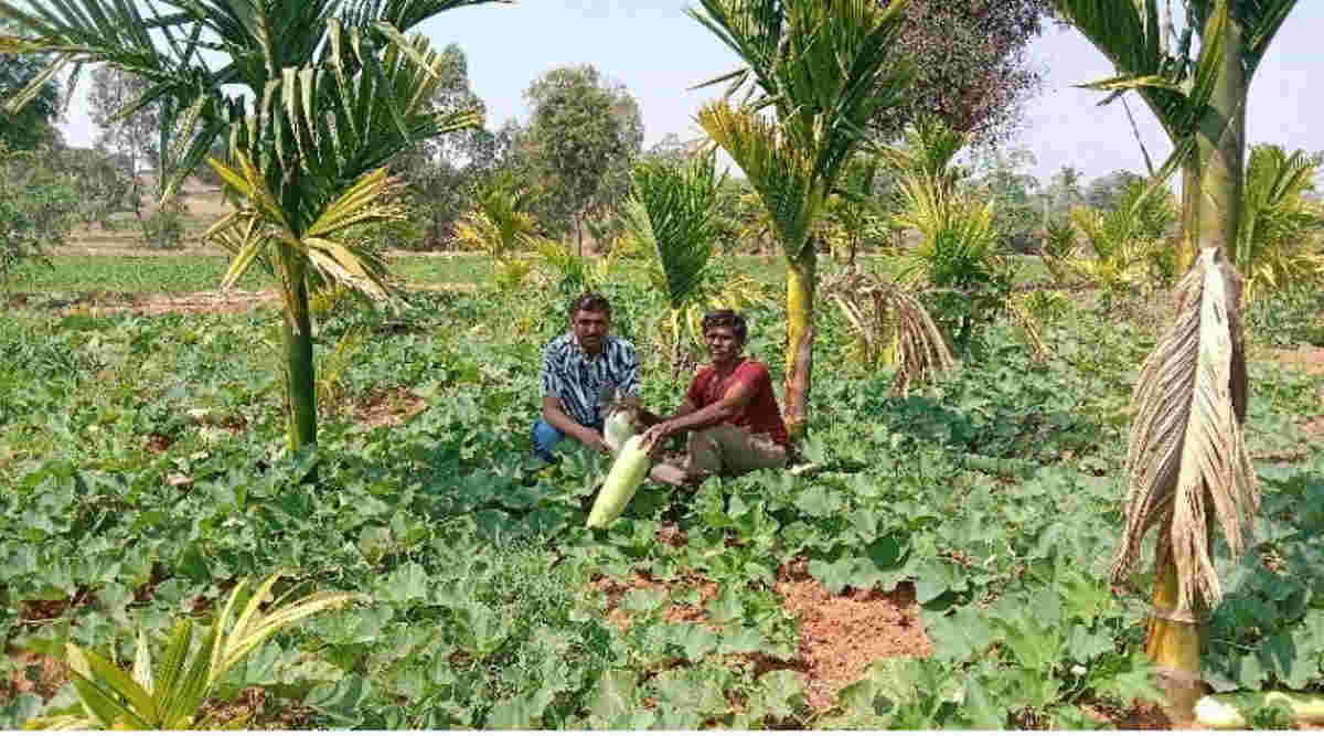 Participatory Seed production बीज उत्पादन
