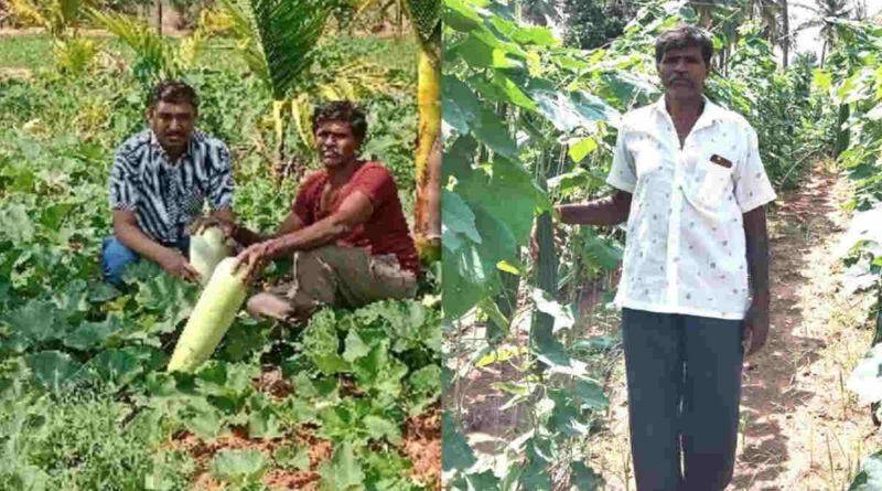 बीज उत्पादन seed production